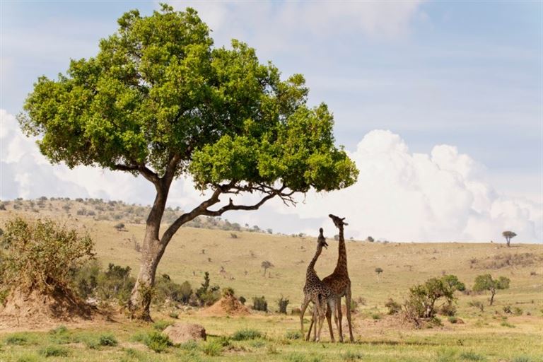 Okavango @ Nadine Haase /adobestock